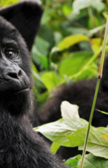 Volcanoes National Park is the park in Rwanda, where you can track Gorillas