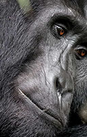 Only Gorilla tracking destnations in the world; Uganda, Rwanda & DR Congo