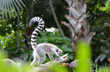 A ring-tailed lemur on a tree branch looking for food.