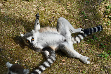 A ring-tailed lemur during sunbathing