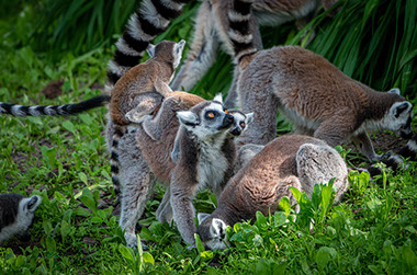 A social group of Ring-tailed lemurs in the African Madagascar Island