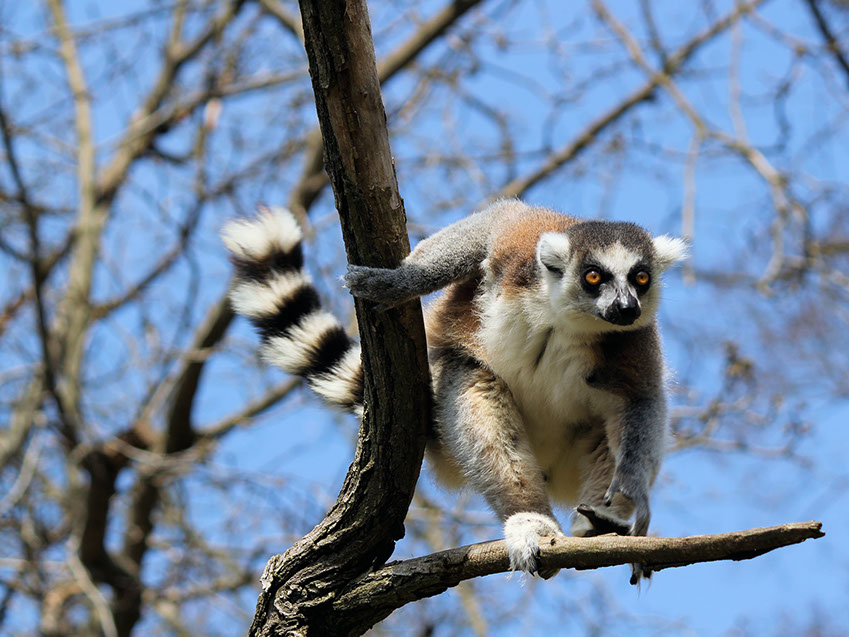 Ring-tailed Lemur on a tree branch in the forests on the African Island of Madagascar