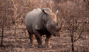 Black Rhino in Aberdare National Park in Kenya