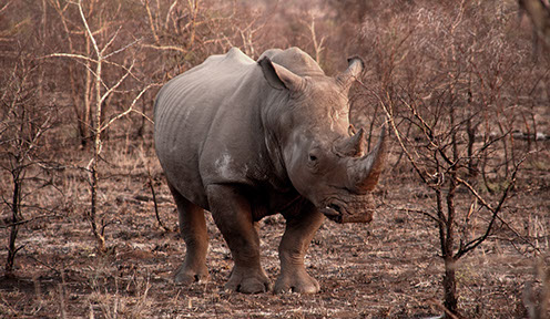 Black Rhino in Aberdare National Park in Kenya