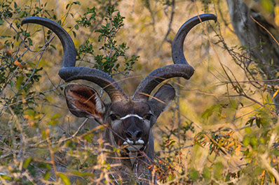 An Image of a male antelope at Ruma National Park in Kenya