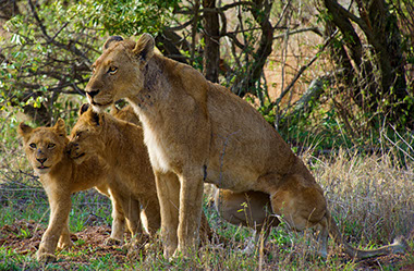 An image of a lionese and two lion cubs at Hell's Gate National Park in kenya