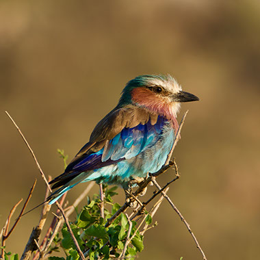 See over 250 Bird species in Aberdare National Park in Kenya