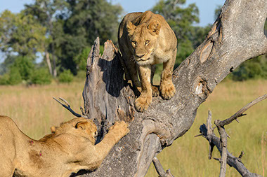 An image of lions playing on a tree in Kgalagadi Transfrontier national Park, South Africa