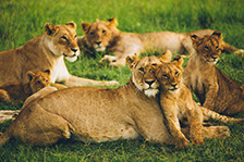 Lions at Maasai Mara, Kenya resting