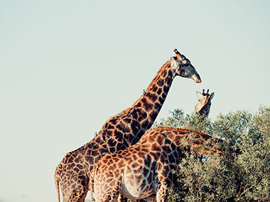 An Image of Giraffes feeding on tree leaves at Nairobi national park in Kenya