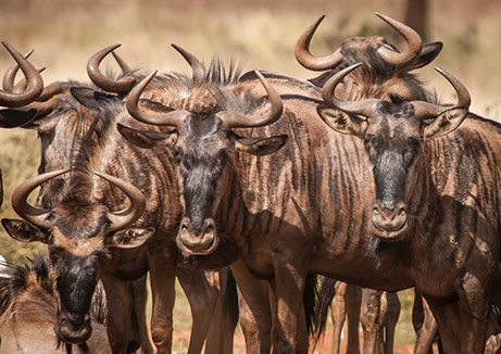An image of a herd of Wildebeest on a migration at Maasai Mara National Park in Kenya