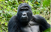 Africa is the home of almost all the world's Mountain Gorillas, don't miss a trip to Africa