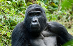 Africa is the home of almost all the world's Mountain Gorillas, don't miss a trip to Africa