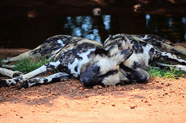 African Wild Dogs are only carnivores, hunting mainly Kudu, impala, bush bucks and wildebeests