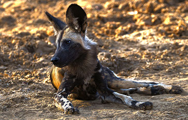 African Wild Dogs are highly social animals and have high teamwork during hunting