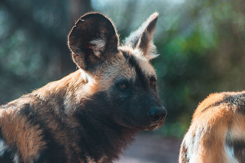 African Wild Dogs are only found in Africa in the entire world