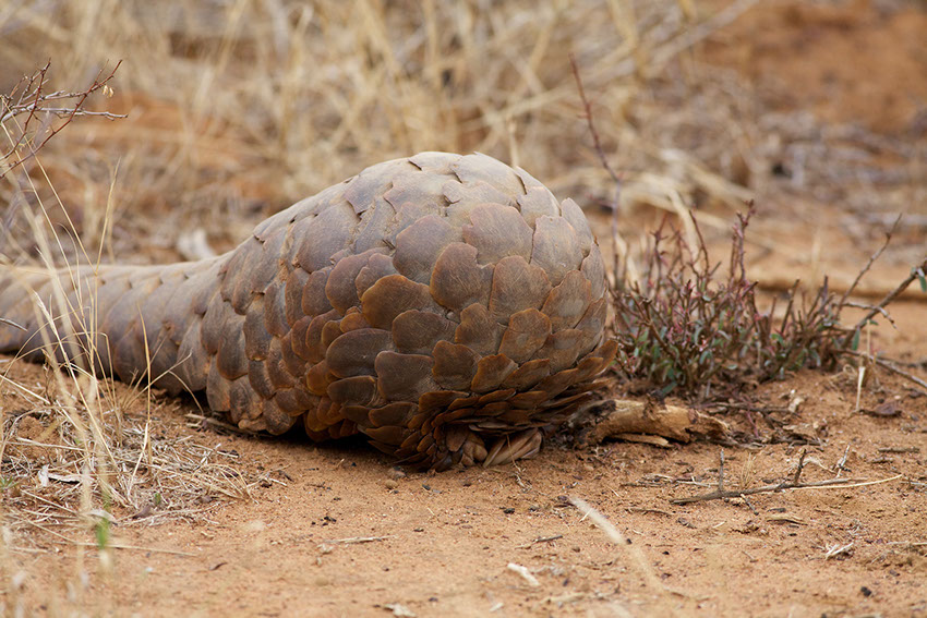 Image of a Scaly Pangolin in the African Wild.