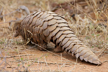 A Pangolin in the African Wild