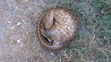Image of a coiled Pangolin in the African Wild