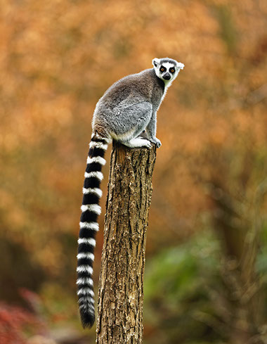 A Ring-tailed Lemur on a tree trunk on the Island of Madagascar in Africa