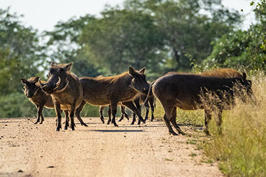 A group of warthogs in the African Savannah