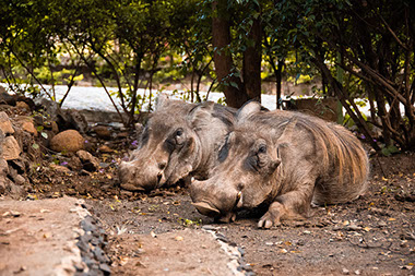 Two warthogs resting under an African sub-saharan vegetation