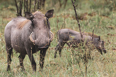 Image of a Warthog in the African Wild