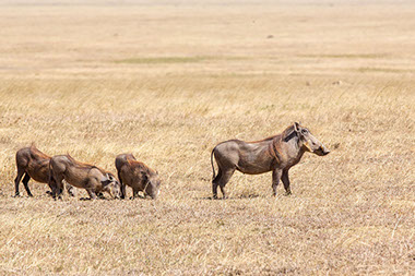 A group of Warthogs feeding on grass in the African Sub-Sahara