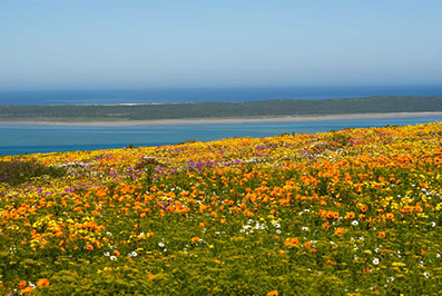 West Coast national Park, one of Africa's most beautiful landscapes; flower-filled, a true stunning beauty