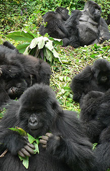 On this breathtaking tourism event, we take you on an epic mountain gorilla tracking exprience in the Volcanoes national park