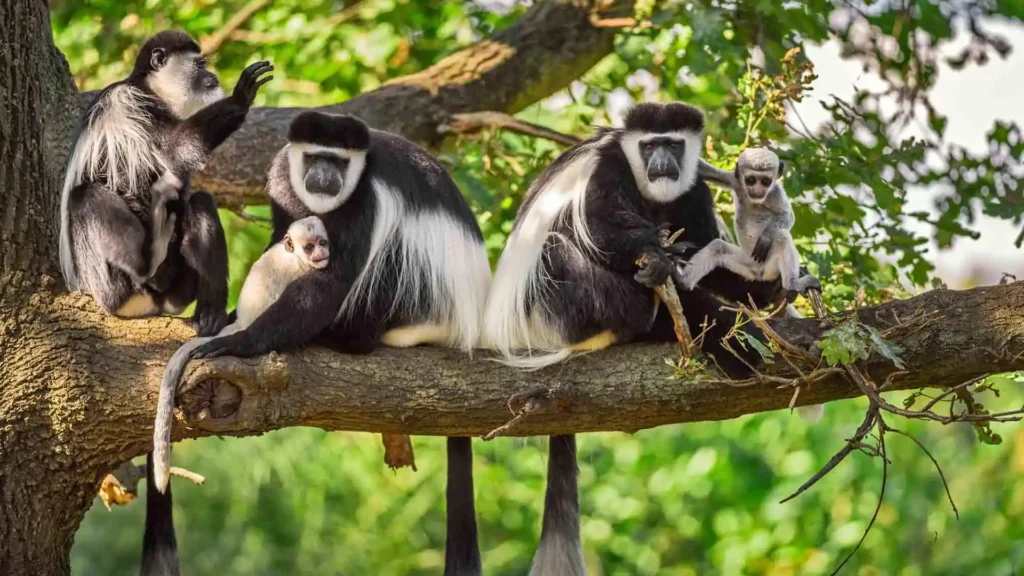 Arusha National Park