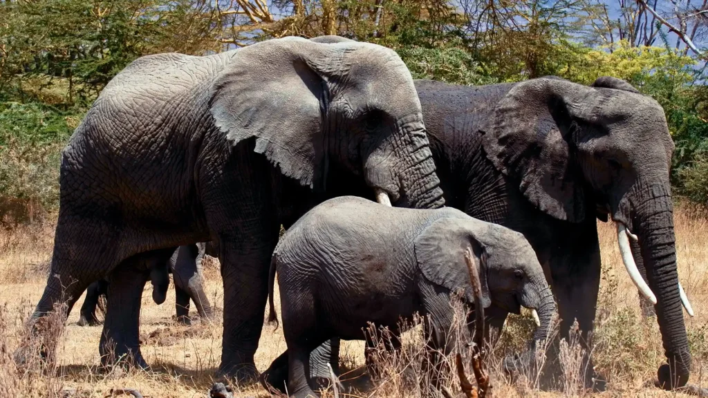 Arusha National Park