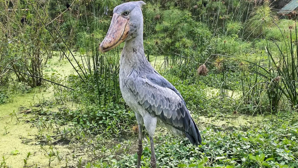 Entebbe Zoo