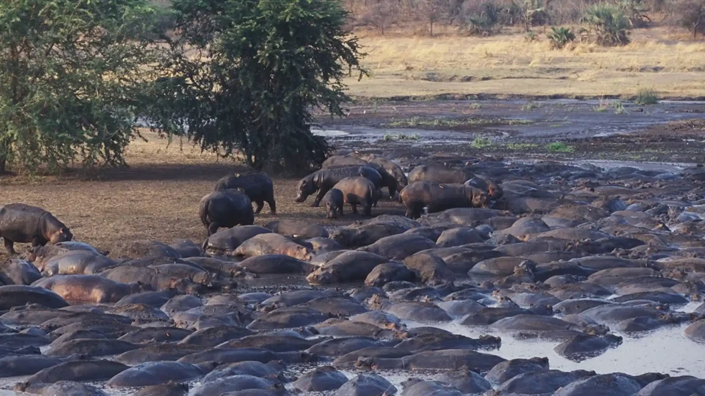 Katavi National Park