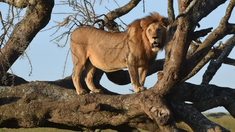 Katavi National Park