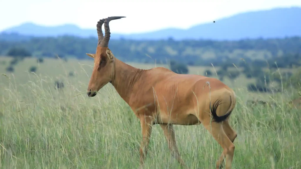 Kidepo Vlley Nation Park