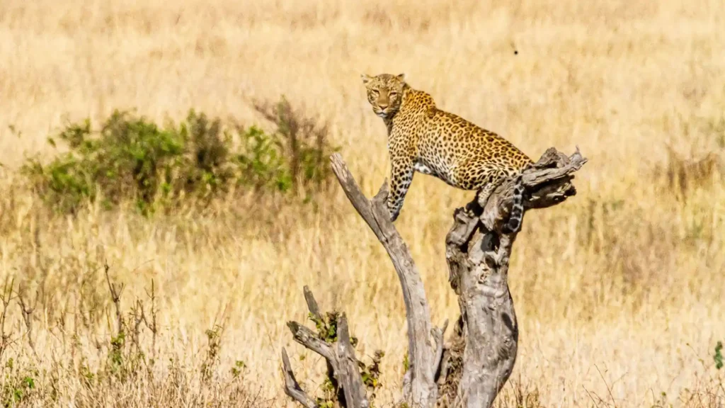 Kidepo Valley National Park