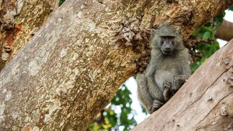 Lake Manyara National Park