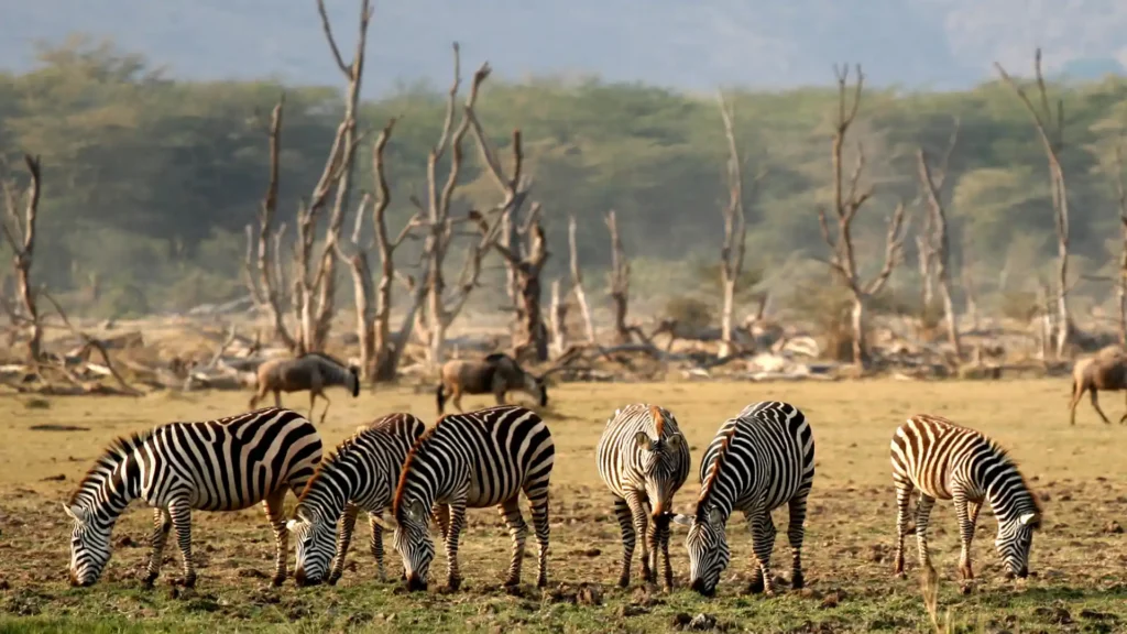 Lake Manyara National Park