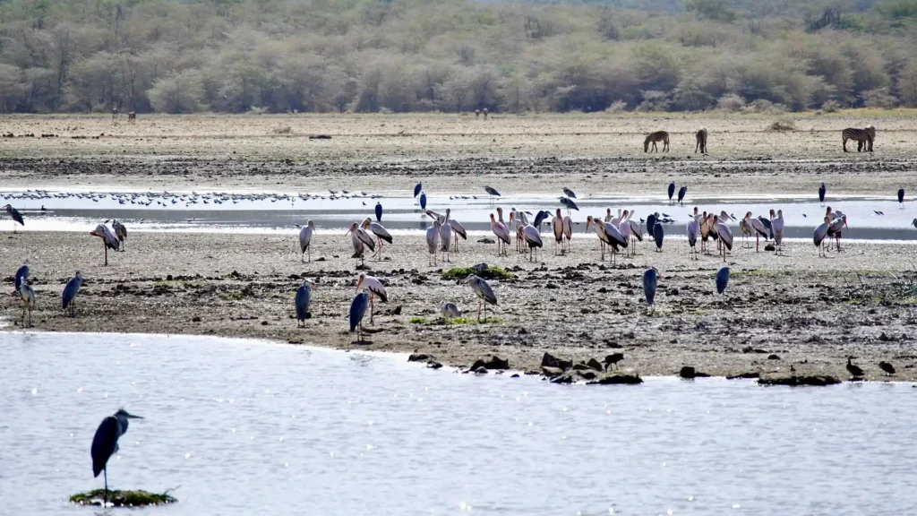 Lake Manyara National Park