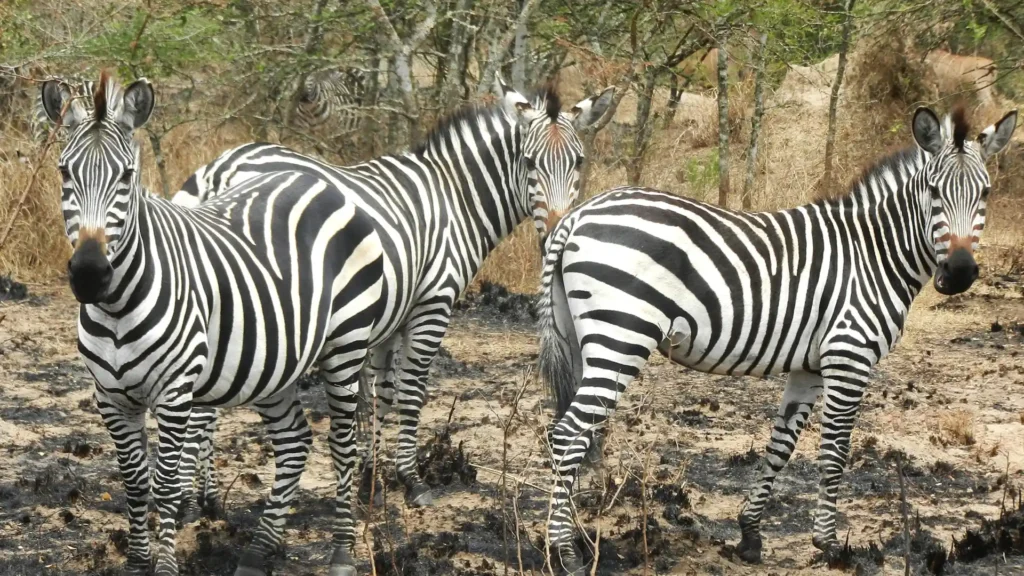 Lake mburo National Park