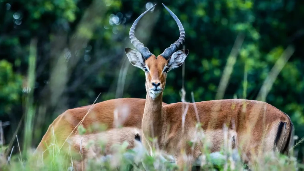 Lake Nakuru National Park