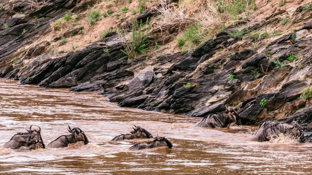 Maasai Mara