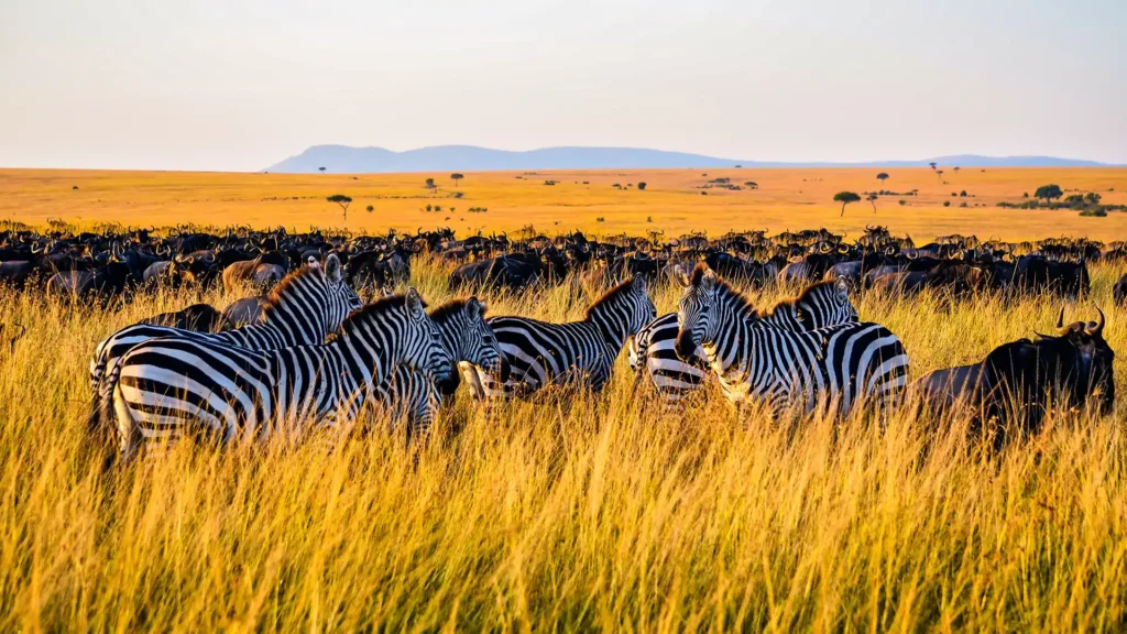 Maasai Mara