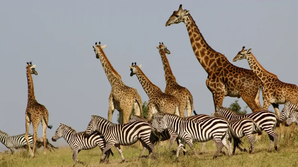 Maasai Mara