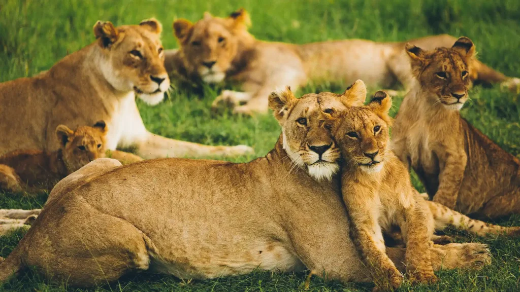 Maasai Mara