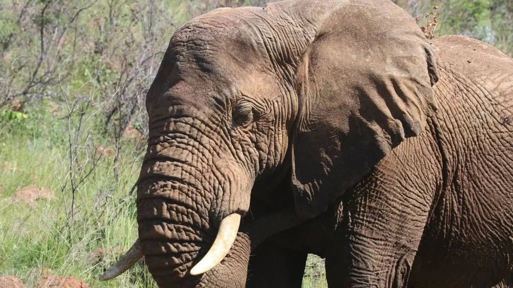 Meru National Park