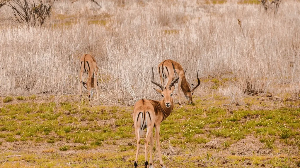 Meru National Park