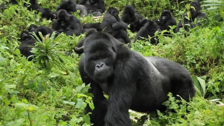 Mgahinga Gorilla National Park