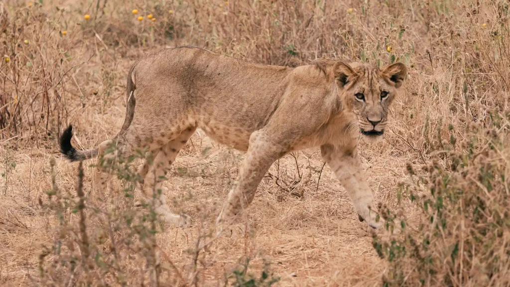 Mikumi National Park